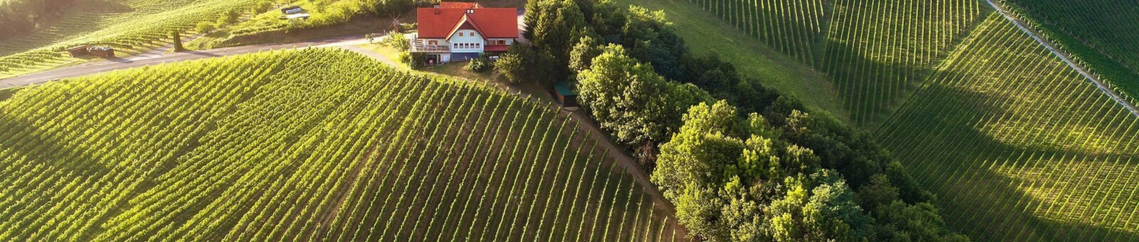     Vineyards South Styria 